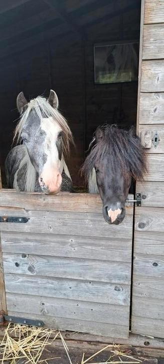 2  HENGSTJES, Dieren en Toebehoren, Pony's