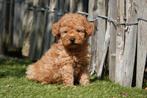 Prachtige abrikoos/rode dwergpoedel pups, Poedel, België, CDV (hondenziekte), 8 tot 15 weken
