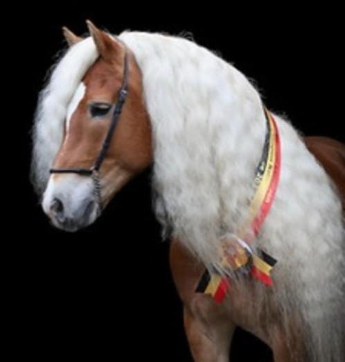 Haflinger dekhengst Liz. Stellan ter dekking, Dieren en Toebehoren, Paarden en Pony's | Dekhengsten en Fokmerries, Hengst