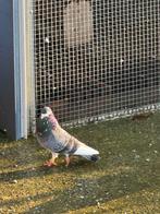 Très beaux pigeons à vendre (tippler's anglais), Animaux & Accessoires, Oiseaux | Pigeons, Sexe inconnu, Autres espèces