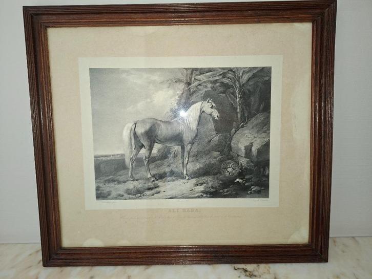 Gravure encadrée cheval « Ali Baba », Antiquités & Art, Art | Eaux-fortes & Gravures, Enlèvement