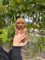 Prachtige maltipoo pups, Dieren en Toebehoren, België, Overige rassen, CDV (hondenziekte), 8 tot 15 weken
