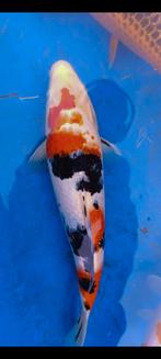 Japanse Koi, Dieren en Toebehoren