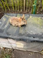Jonge dwergkonijnen, Dieren en Toebehoren, Konijnen