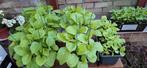 Planten, Tuin en Terras, Ophalen of Verzenden