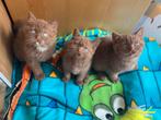 Cinnamon latent & DBE, Meerdere dieren, Kortharig, 0 tot 2 jaar