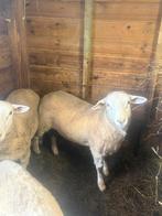 3 bokken/rammen, Dieren en Toebehoren