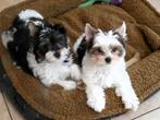 Biewer yorkshire terriër pups, Dieren en Toebehoren, Yorkshire Terriër, België, Fokker | Hobbymatig, Reu
