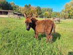 2 mini ezel veulentjes, Dieren en Toebehoren, Mei, Mannelijk