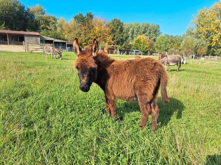 2 mini ezel veulentjes, Dieren en Toebehoren, Overige Dieren, Mannelijk, Mei