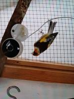 Chardonneret à céder, Dieren en Toebehoren, Mannelijk