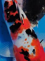 Japans-Belgische doitsu koi met uitzonderlijk sumi., Dieren en Toebehoren