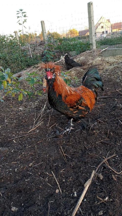 Broedeieren kip, Dieren en Toebehoren, Pluimvee, Kip