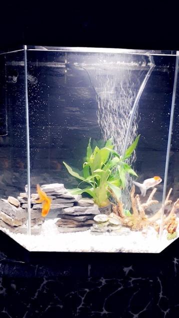 aquarium 30 L beschikbaar voor biedingen