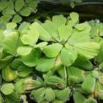 Drijfplantjes, Ophalen