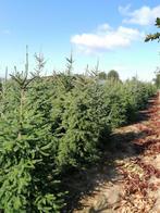 Kerstbomen Nordman, fijnspar en blauwspar, Bloeit niet, Halfschaduw, Overige soorten, 100 tot 250 cm