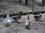 dieren, Februari, Mannelijk