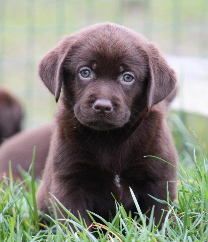 Labrador pups, Dieren en Toebehoren, Honden | Retrievers, Spaniëls en Waterhonden, Meerdere dieren, Labrador retriever, Fokker | Professioneel
