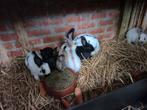 Konijnen, Meerdere dieren, Groot, 0 tot 2 jaar