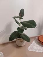 Belle plante à caoutchouc (Ficus Elastica) avec pot blanc -, Enlèvement, Ficus, En pot