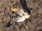Brahma hennen, Dieren en Toebehoren, Pluimvee