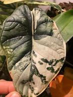 Bébé Alocasia dragon scale variegata, Huis en Inrichting, Kamerplanten, Ophalen of Verzenden