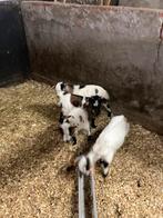 Wij zoeken geiten miekes, Dieren en Toebehoren