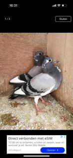 Duiven te koop