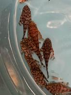 L519 Ancistrus sp. Kiefneri II "Rio Itenez", Vis, Zoetwatervis, Schoolvis