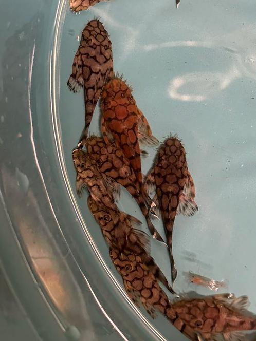 L519 Ancistrus sp. Kiefneri II "Rio Itenez", Dieren en Toebehoren, Vissen | Aquariumvissen, Zoetwatervis, Vis, Schoolvis