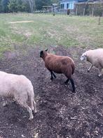 Zwart mieke te koop, Dieren en Toebehoren, Schapen, Geiten en Varkens