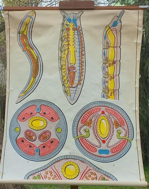 Schoolkaart Binnen in een slak, Antiek en Kunst, Antiek | Schoolplaten, Natuur en Biologie, Ophalen of Verzenden