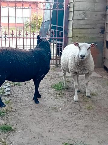 2 mooie , zeer goed gebouwde schapen beschikbaar voor biedingen