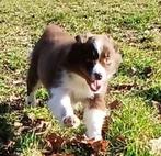 Border Collie pups zwart-wit en bruin-wit, Hépatite contagieuse (maladie de Rubarth), 8 à 15 semaines, Colley, Plusieurs