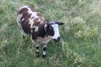 Baggerbonte dekbok te koop, Dieren en Toebehoren, Schapen, Geiten en Varkens, Mannelijk, Schaap, 0 tot 2 jaar