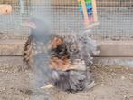 Cochin Haan & Hen goudblauw gezoomd krulveer & gladveer, Dieren en Toebehoren, Pluimvee