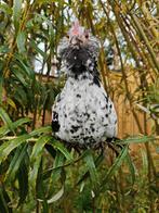 Ukkelse baardkriel haantjes, Dieren en Toebehoren, Pluimvee