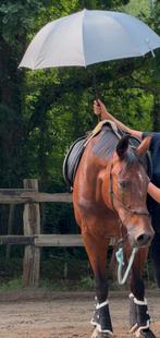 Liefste dressuur, recreatie ruin - 15 jaar, Dieren en Toebehoren, Paarden
