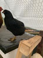 Araucana groenlegger