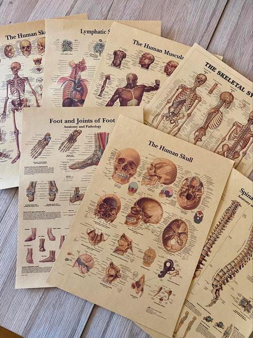 7 Posters Menselijk Lichaam - Geneeskunde - Verpleegkunde, Antiek en Kunst, Antiek | Schoolplaten, Natuur en Biologie, Ophalen of Verzenden