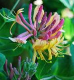 Chèvrefeuille des jardins - cuvelle de maçon, Plantes grimpantes, Enlèvement, Mi-ombre, Plante fixe