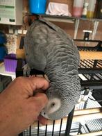 Grijze roodstaartpapegaai +kooi, Dieren en Toebehoren, Vogels | Parkieten en Papegaaien, Mannelijk, Papegaai, Pratend