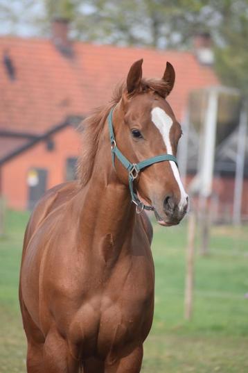 Superleuke en correcte jonge ruin met een gouden karakter beschikbaar voor biedingen
