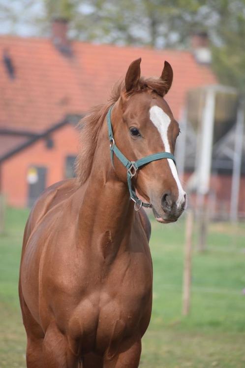 Superleuke en correcte jonge ruin met een gouden karakter, Dieren en Toebehoren, Paarden, Ruin, Niet van toepassing, Minder dan 160 cm