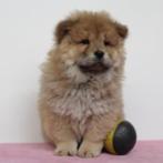 Chow Chow - Belgische pups te koop, Dieren en Toebehoren, België, CDV (hondenziekte), 8 tot 15 weken, Meerdere