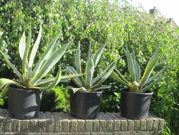 agave groot  beschikbaar voor biedingen