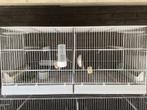 2 kooien te koop, Dieren en Toebehoren