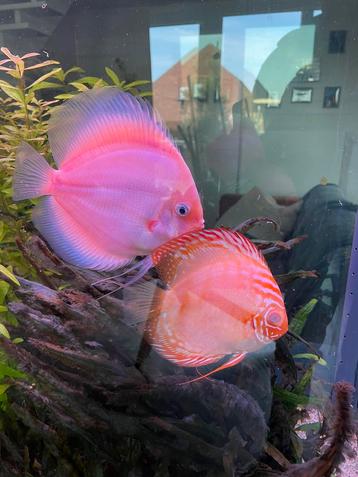 Sept magnifiques discus sains à vendre, Poisson d'eau douce