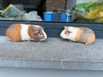 Jonge cavia’s, Animaux & Accessoires, Rongeurs, Octobre, Mâle, Domestique, Cobaye