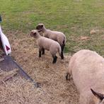 Hampshire down ramlam, Dieren en Toebehoren, Schapen, Geiten en Varkens, Schaap, Mannelijk, 0 tot 2 jaar